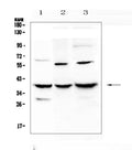 Anti-IGFBP2 Antibody Picoband®