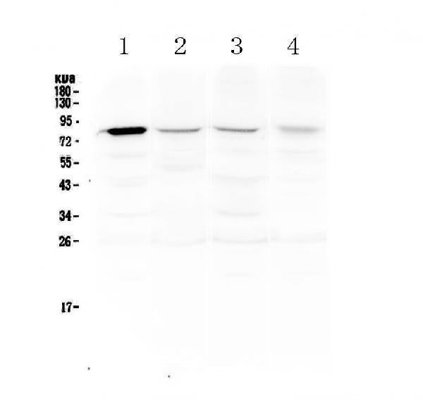 Anti-DNA Polymerase iota/POLI Antibody Picoband®