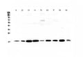 Anti-LIF Antibody Picoband®