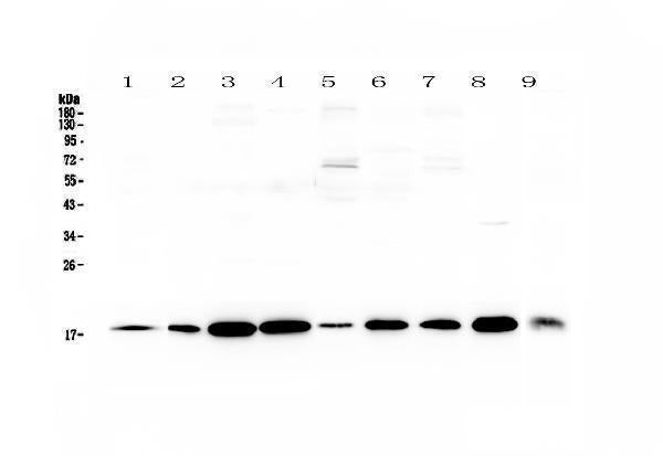 Anti-LIF Antibody Picoband®