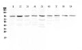 Anti-RALBP1 Antibody Picoband®