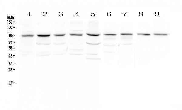 Anti-RALBP1 Antibody Picoband®
