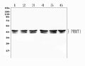 Anti-PRMT1 Antibody Picoband®