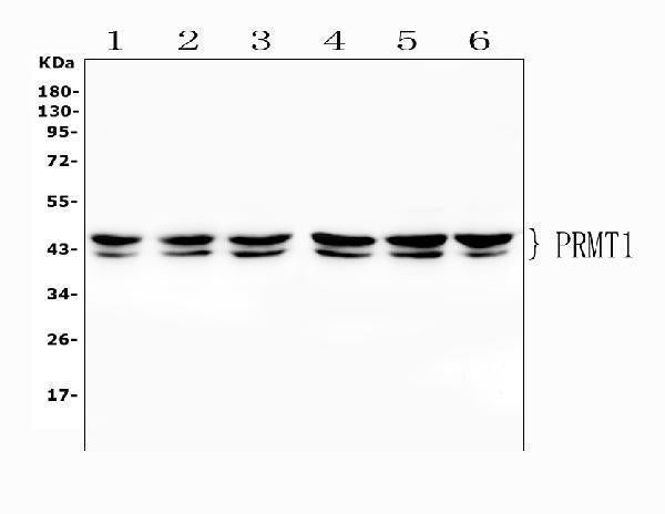Anti-PRMT1 Antibody Picoband®