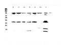 Anti-FES Antibody Picoband®