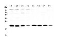 Anti-BNIP3 Antibody Picoband®