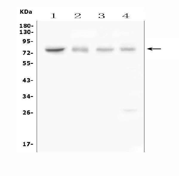 Anti-ABCG8 Antibody Picoband®