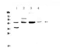 Anti-CD200/OX2 Antibody Picoband®