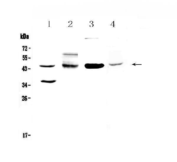 Anti-CD200/OX2 Antibody Picoband®