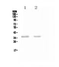 Anti-NCR1 Antibody Picoband®