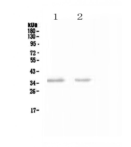 Anti-NCR1 Antibody Picoband®