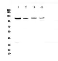 Anti-RPGR Antibody Picoband®