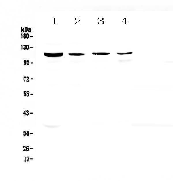 Anti-RPGR Antibody Picoband®