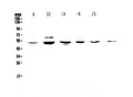 Anti-NFIB/NF1B2 Antibody Picoband®
