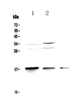 Anti-MAP1LC3A Antibody Picoband®