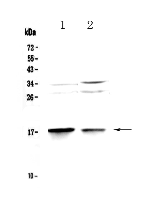 Anti-MAP1LC3A Antibody Picoband®