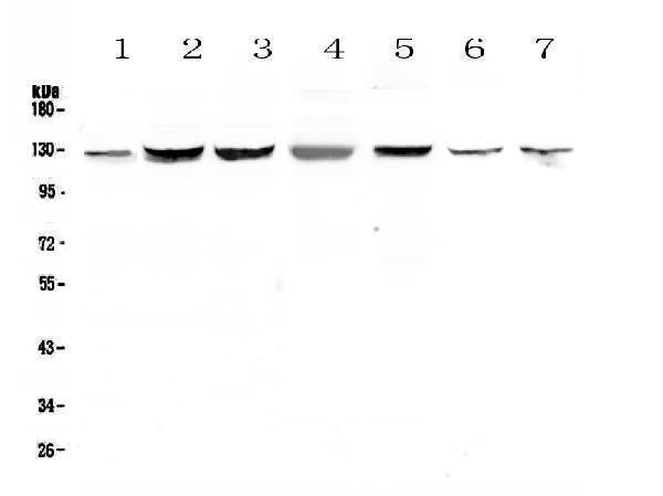 Anti-SMC6L1 Antibody Picoband®