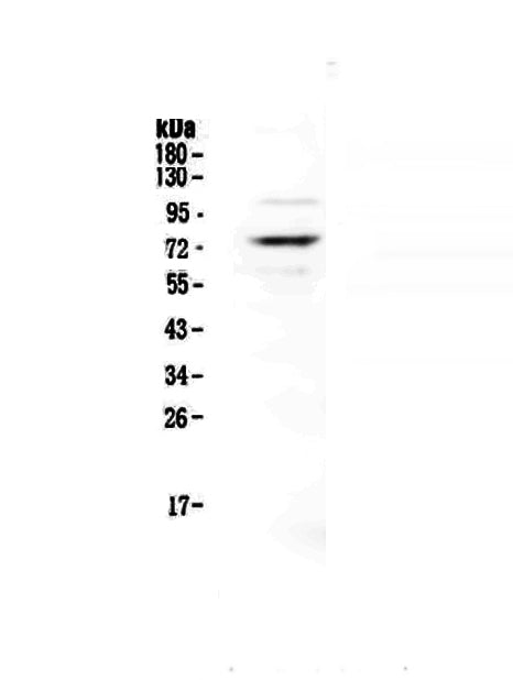 Anti-Protein S/PROS1 Antibody Picoband®