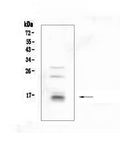 Anti-CDA Antibody Picoband®