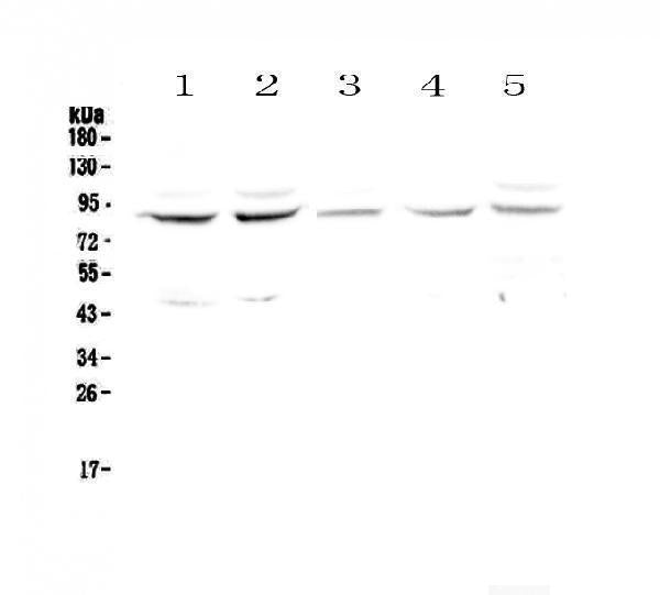 Anti-Cullin 4a/CUL4A Antibody Picoband®