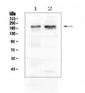 Anti-IQGAP1 Antibody Picoband®