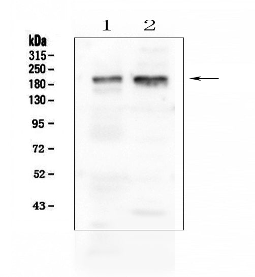 Anti-IQGAP1 Antibody Picoband®