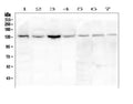 Anti-eNOS/NOS3 Antibody Picoband®