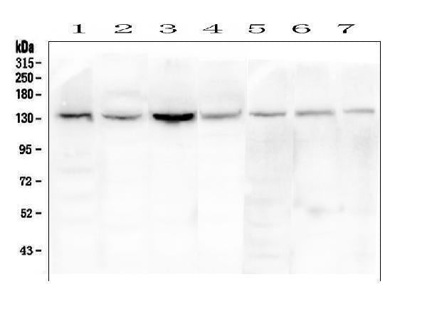 Anti-eNOS/NOS3 Antibody Picoband®