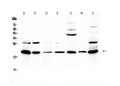 Anti-Macrophage Inflammatory Protein 3 beta/Ccl19 Antibody Picoband®