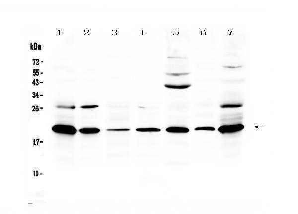 Anti-Macrophage Inflammatory Protein 3 beta/Ccl19 Antibody Picoband®