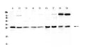 Anti-RAB27A Antibody Picoband®