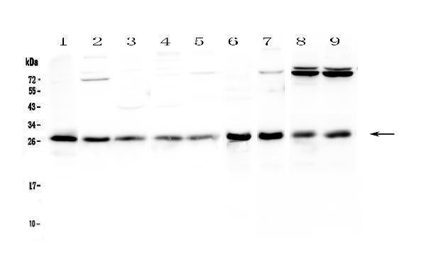 Anti-RAB27A Antibody Picoband®