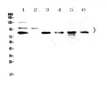 Anti-TPX2 Antibody Picoband®