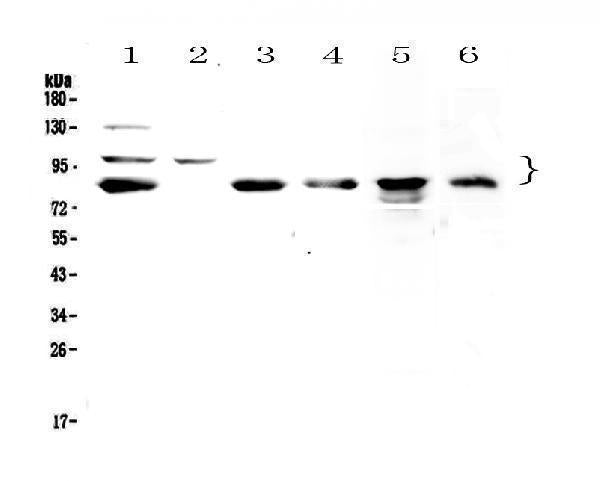 Anti-TPX2 Antibody Picoband®