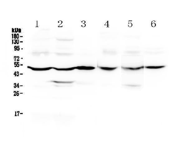 Anti-GDA Antibody Picoband®