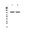 Anti-Dynamin 2/DNM2 Antibody Picoband®