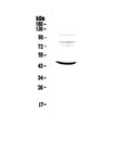Anti-MVD Antibody Picoband®