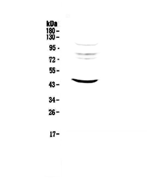 Anti-MVD Antibody Picoband®
