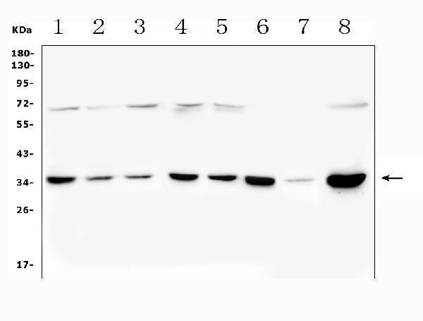 Anti-PITX2/RGS Antibody Picoband®