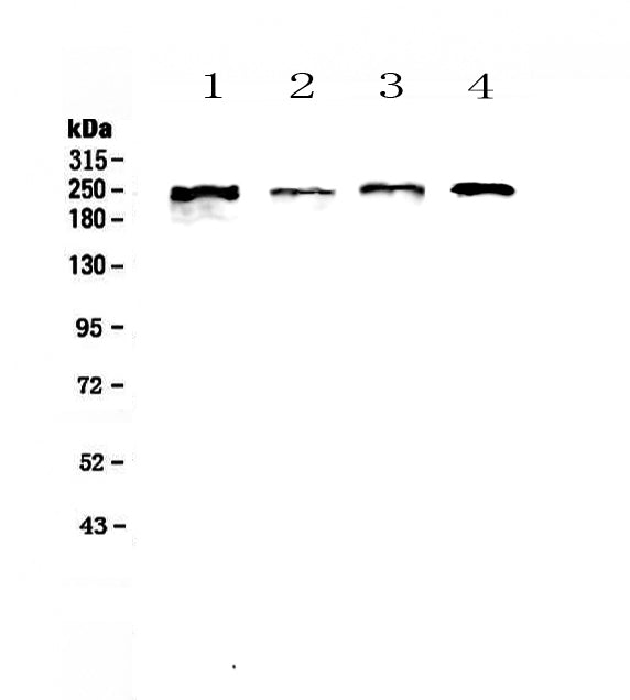 Anti-SCRIBBLE Antibody Picoband®