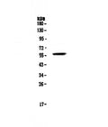 Anti-FGR Antibody Picoband®