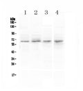 Anti-CCKBR Antibody Picoband®