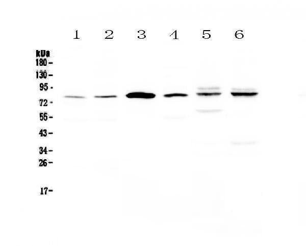 Anti-CEP68 Antibody Picoband®