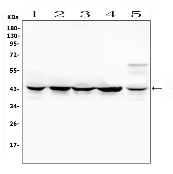 Anti-MEK4/MAP2K4 Antibody Picoband®