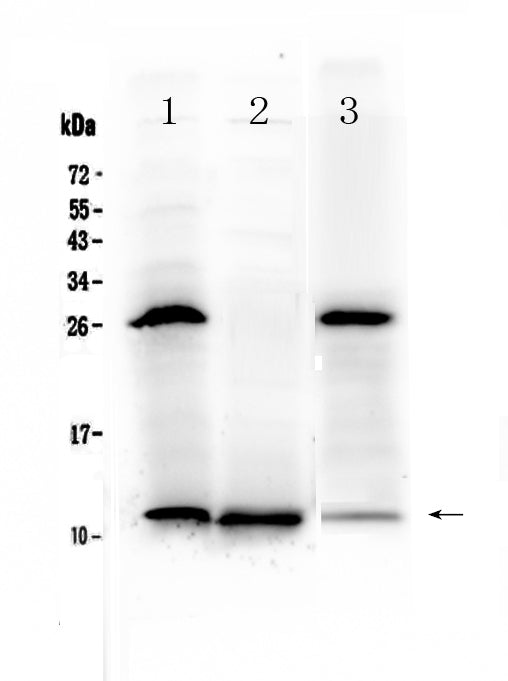 Anti-TFF3 Antibody Picoband®