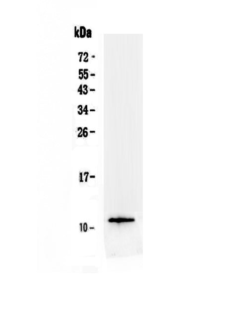 Anti-TFF3 Antibody Picoband®