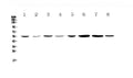 Anti-CCR3 Antibody Picoband®