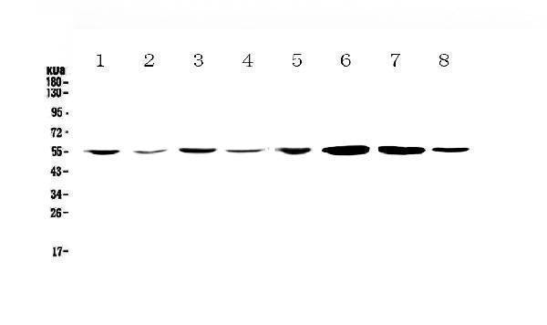 Anti-CCR3 Antibody Picoband®