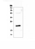 Anti-AES Antibody Picoband®