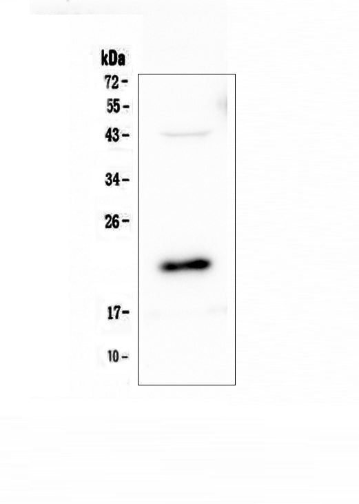 Anti-AES Antibody Picoband®